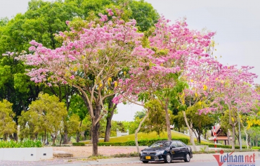 Đường hoa kèn hồng ở Đồng Nai bung nở rực rỡ, đẹp như ‘phố Nhật thu nhỏ’